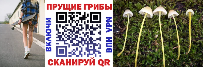 Галлюциногенные грибы Psilocybe  Купить  Мамоново 
